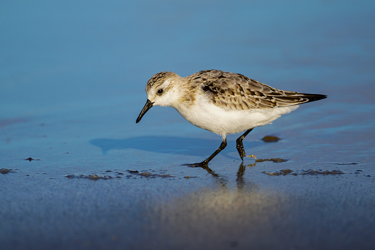 NZ9_2499_Sanderling II_Helgoland_IA_10_2022.jpg