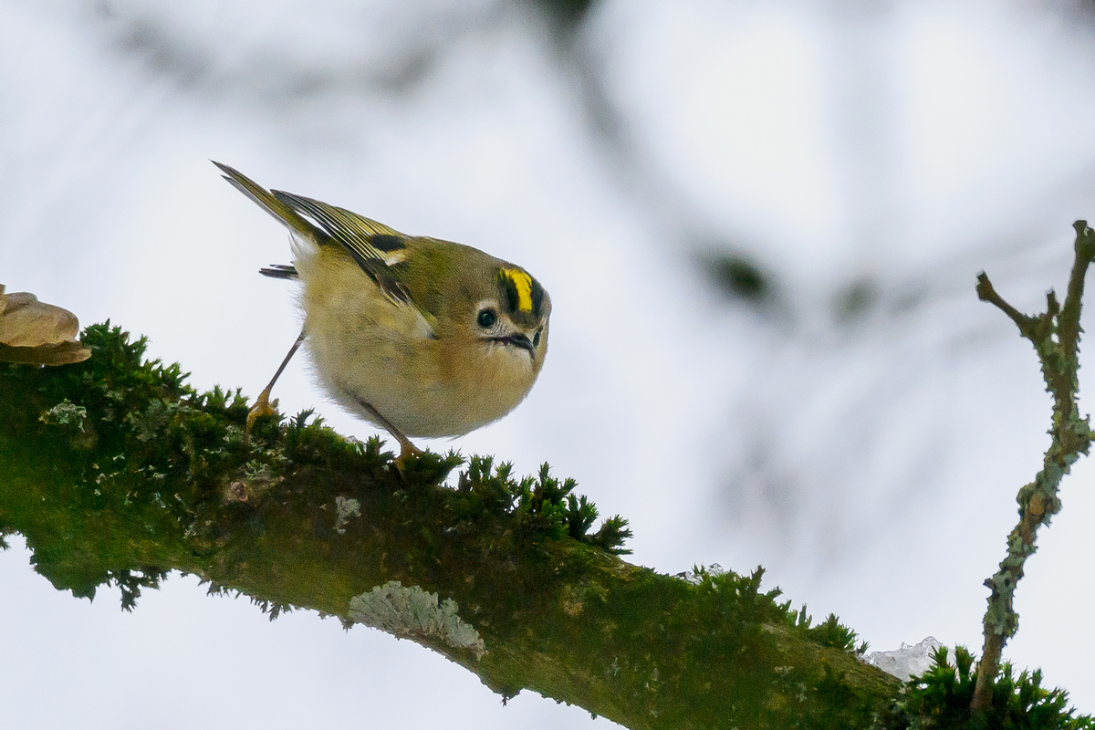 NZ9_2608_Wintergoldhähnchen IIA_1_2025.jpg