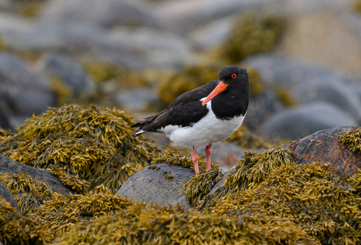 NZ9_2629_Austerfischer_Schottland_IA_7-2024.jpg