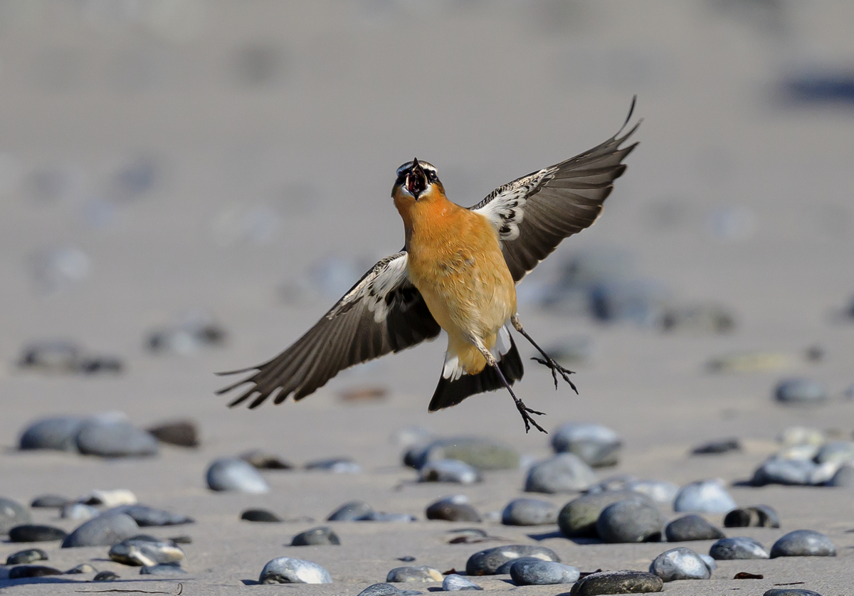 NZ9_2640_Steinschmätzer hat Fliege im Schnabel_Helgoland_IA_10_20222.jpg