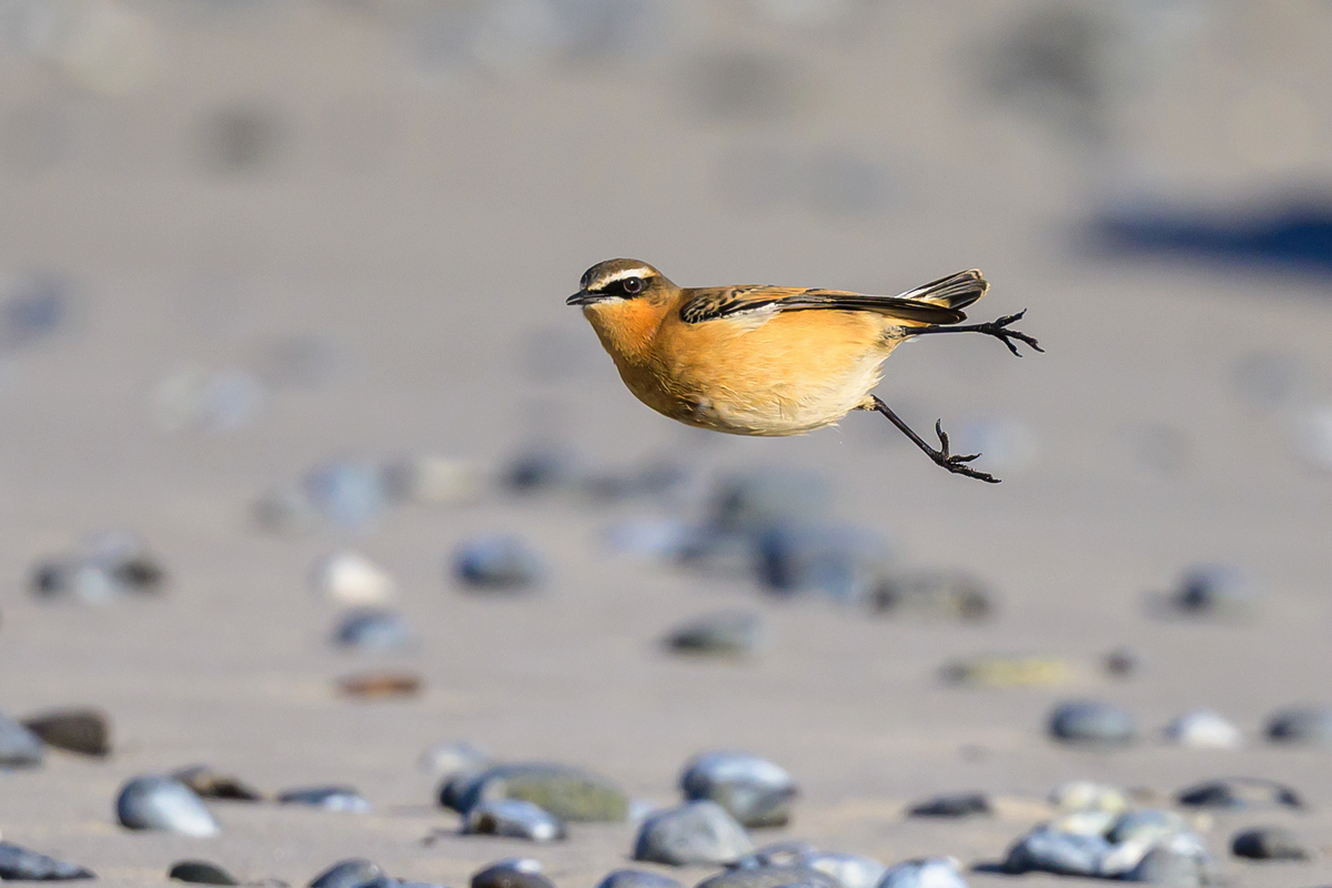 NZ9_2642_Steinschmätzer_Helgoland_IA_10_2022.jpg