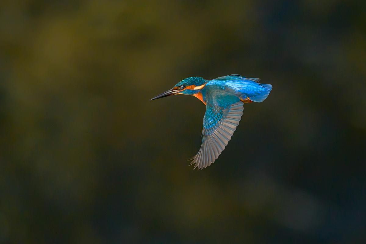 NZ9_2671_Eisi Vorbeiflug IIA_01_2014.jpg