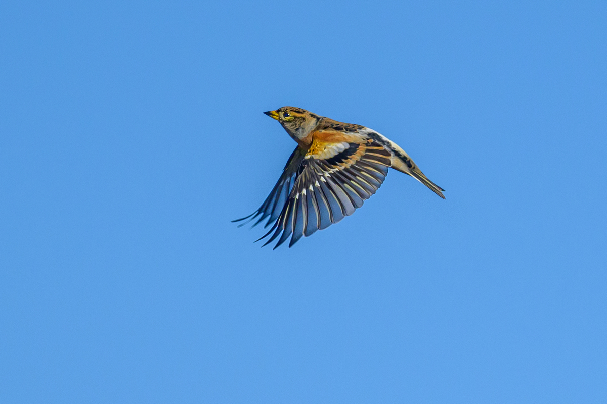 NZ9_2706Buchfink auf Helgoland_IA_10_2022.jpg