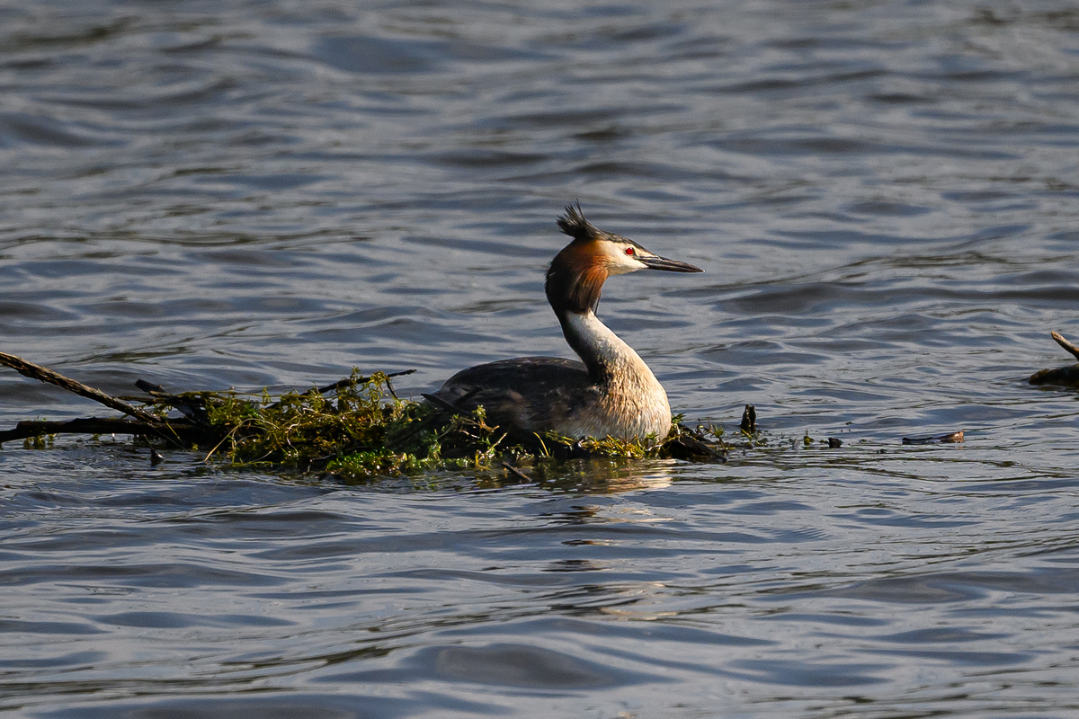 NZ9_2751_Haubi auf Nest im Hörstener See_welches bei niedriegem Wasserstand auf dem Grund lieg...jpg