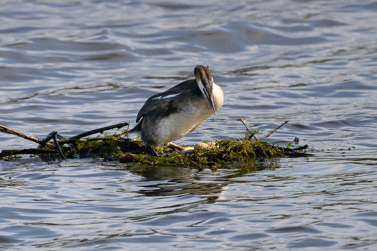 NZ9_2776_Haubi mit 3 Eiern auf unsicherem Nest_Hörsten_IA_7_2025.jpg