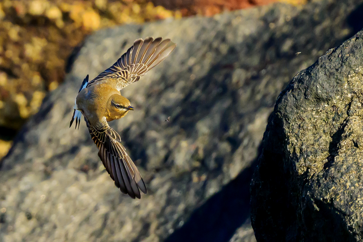 NZ9_2833_Steinschmätzer_Helgoland_Fliegenjagd_IA_10_2022.jpg