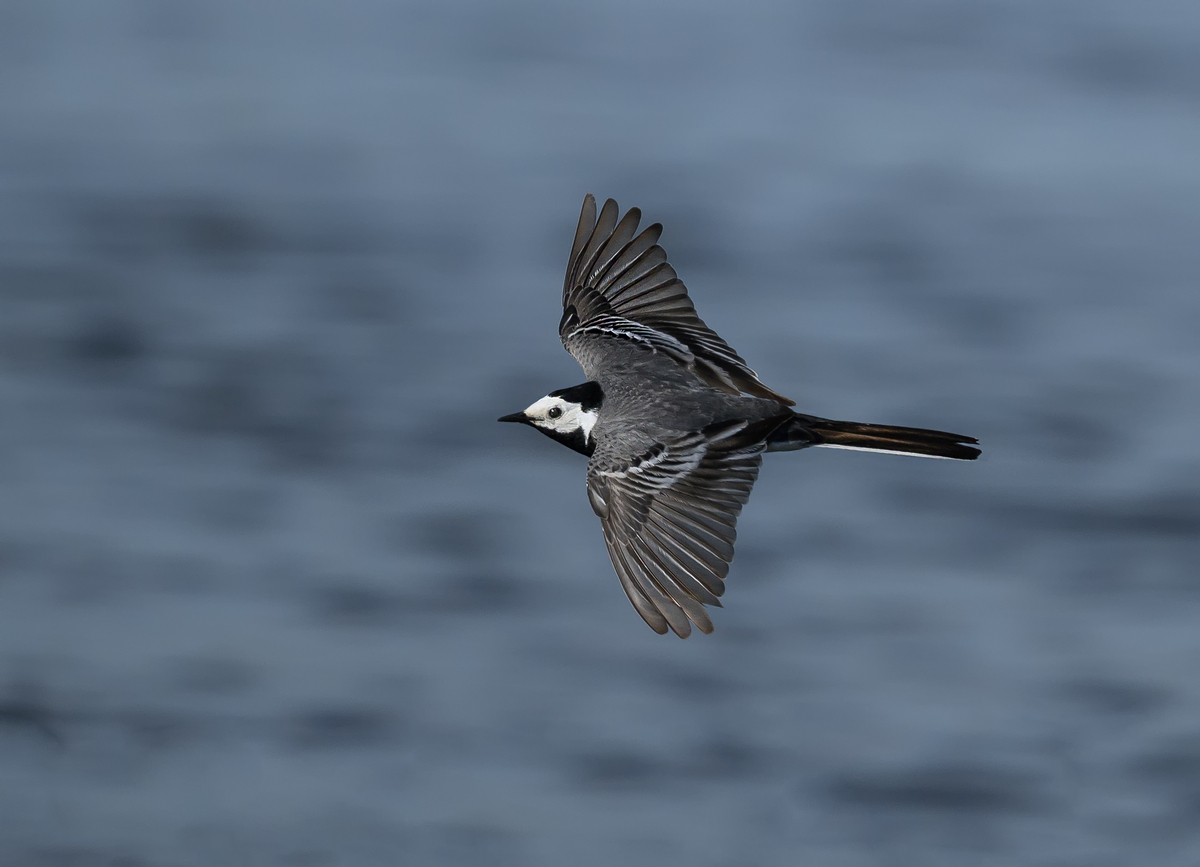 NZ9_2842_Bachstelze im Flug_IA_6_2026.jpg