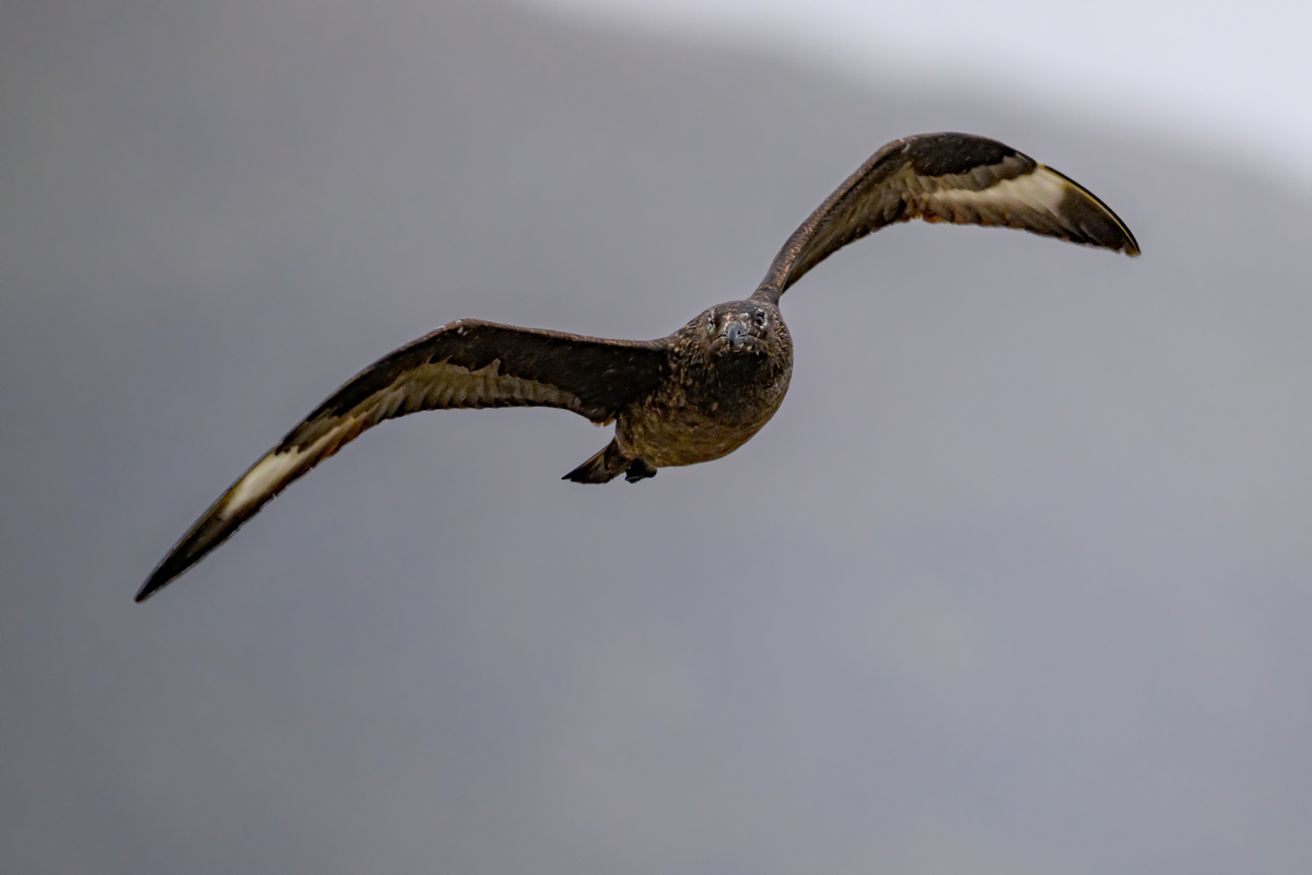 NZ9_2858_Skua_Handa_Schottland_IA_7-2024.jpg