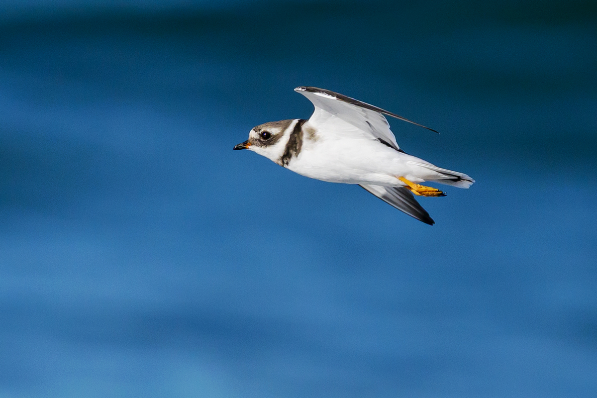 NZ9_2870_Sandregenpfeifer_Helgoland_IA_10_2022.jpg