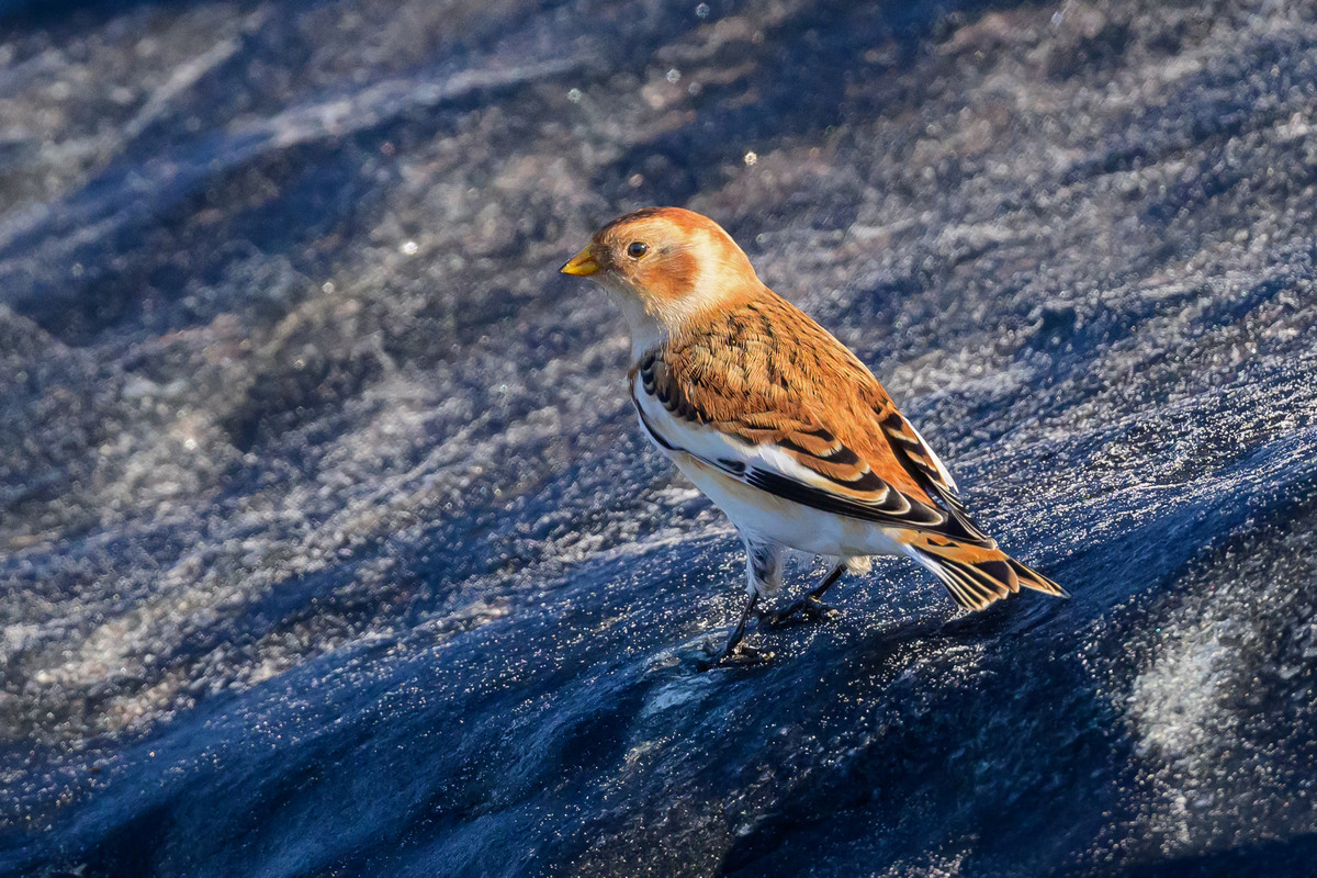 NZ9_2875_Schneeammer_Helgoland_IA_10_2022.jpg