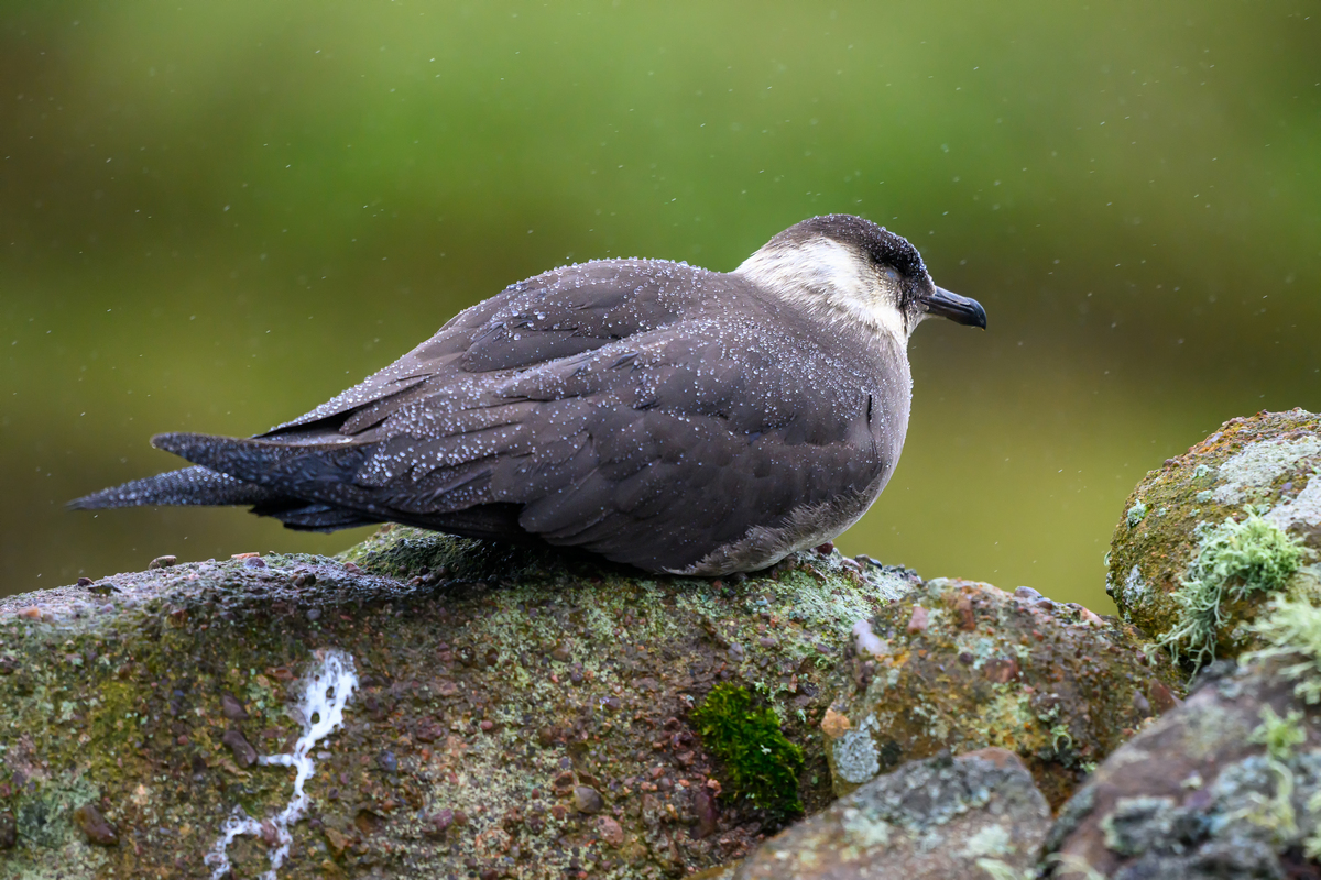 NZ9_2879_Skua_Jungvogel_Handa_Schottland_IA_7-2024.jpg