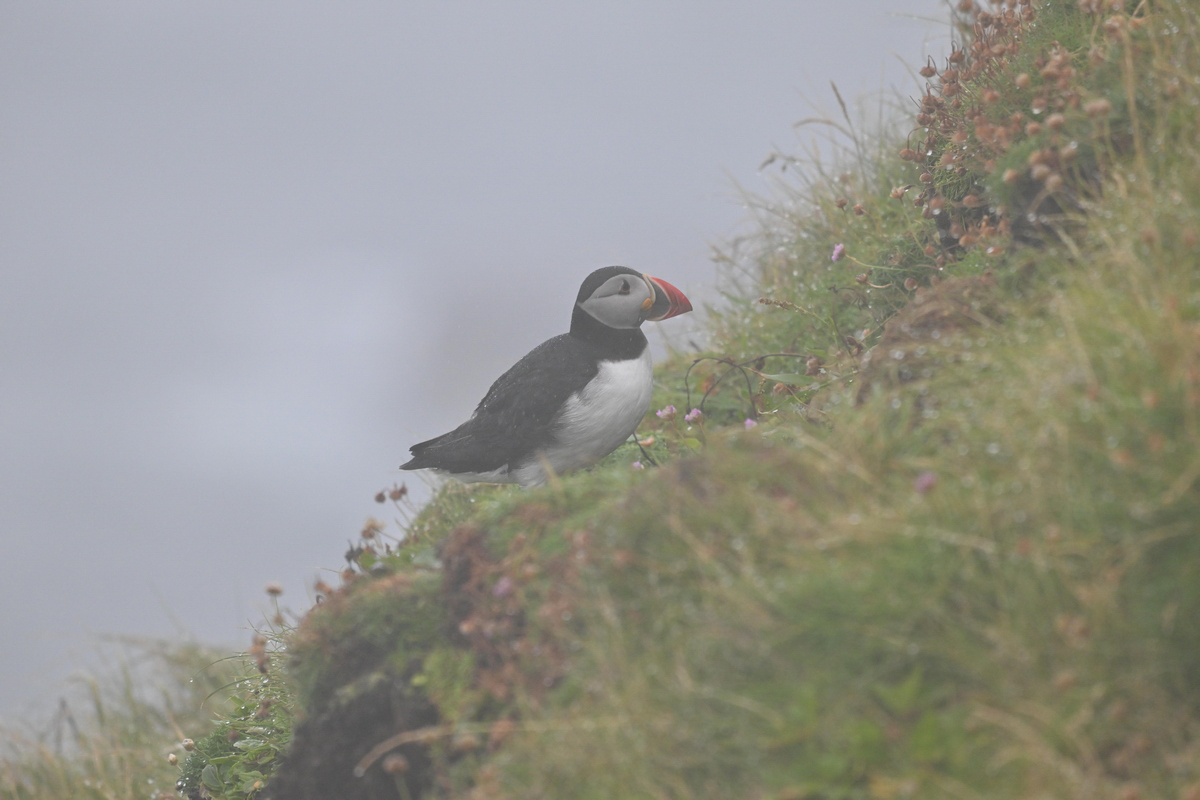 NZ9_2924_Puffin Handa_original Wettereindruck_IA_7_2024.jpg