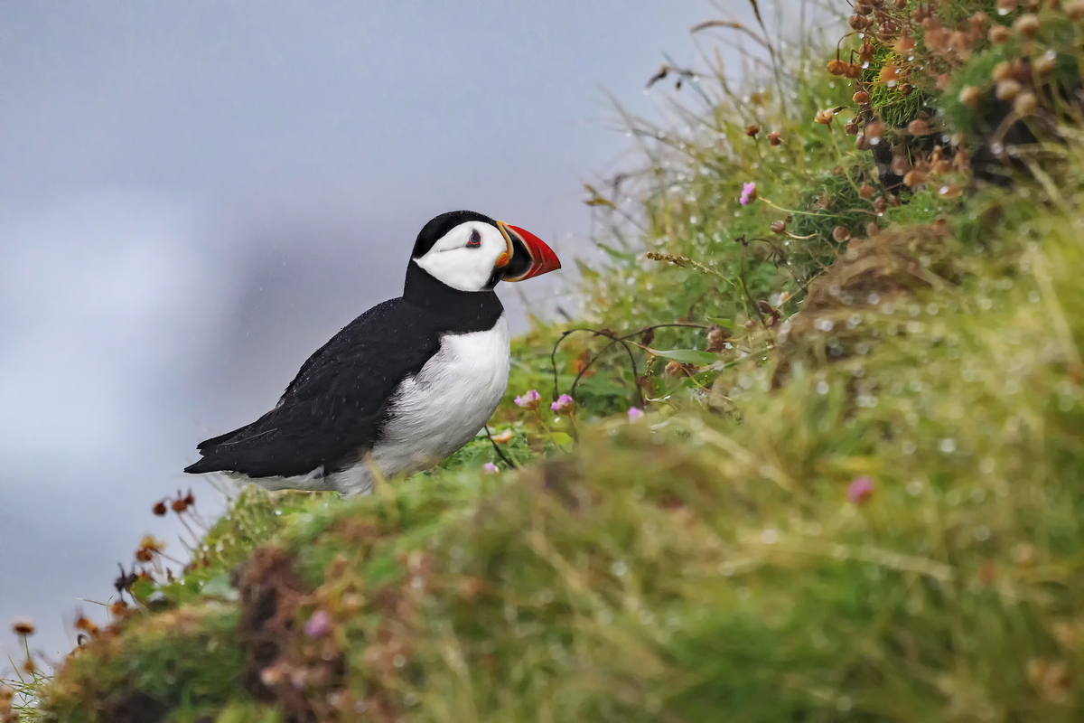 NZ9_2924_Puffin im Regen IIA_Handa_Schottland_7_2024.jpg