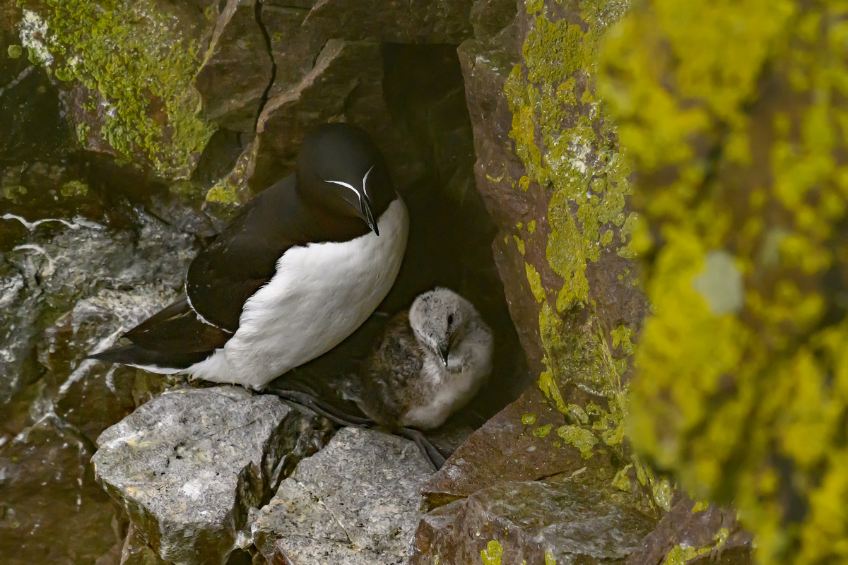 NZ9_2941_Tordalk mit Nachwuchs_Handa_Schottland_IA_7-2024.jpg