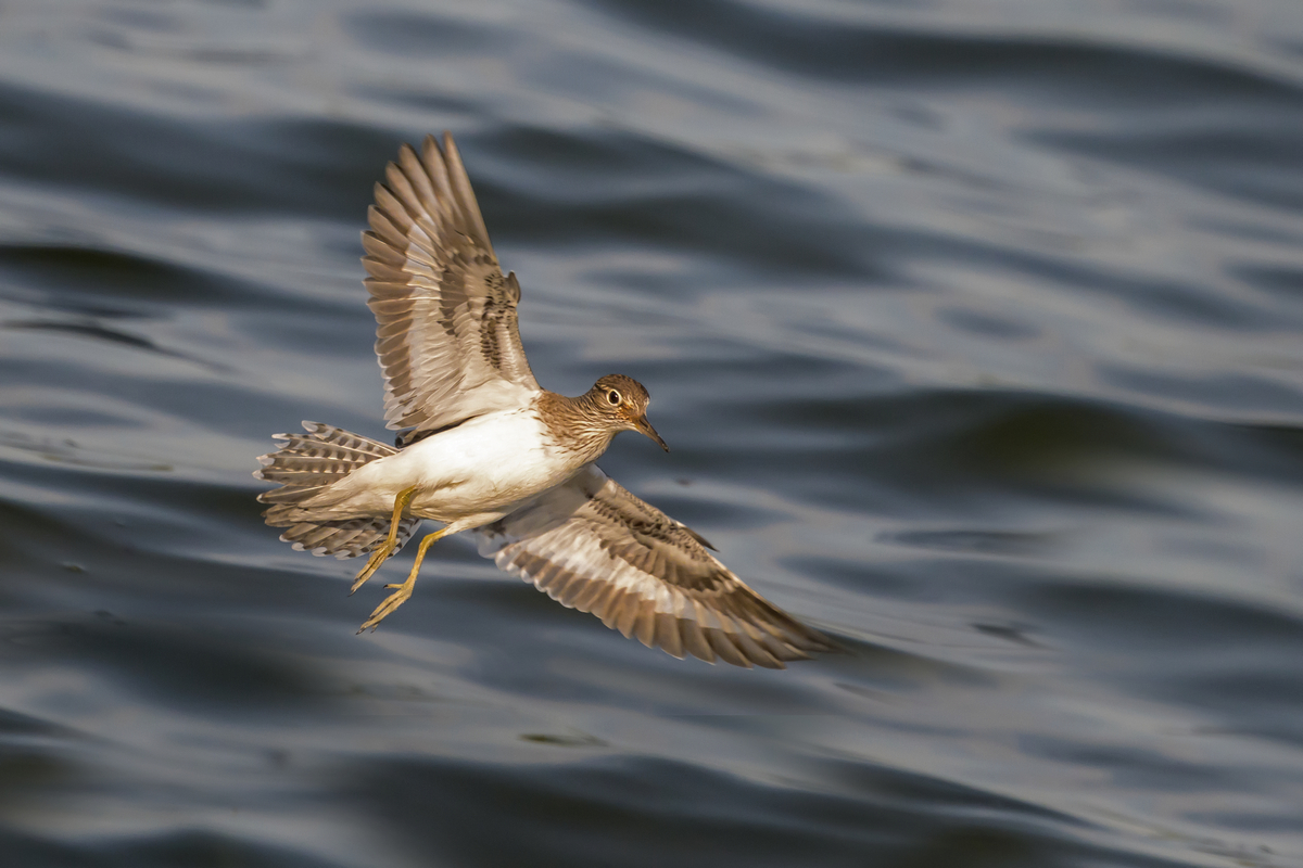 NZ9_2958_Flussuferläufer IIA_5-2024.jpg