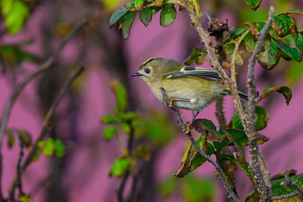NZ9_3022_Wintergodhähnchen III_Helgoland_IA_10_2022.jpg