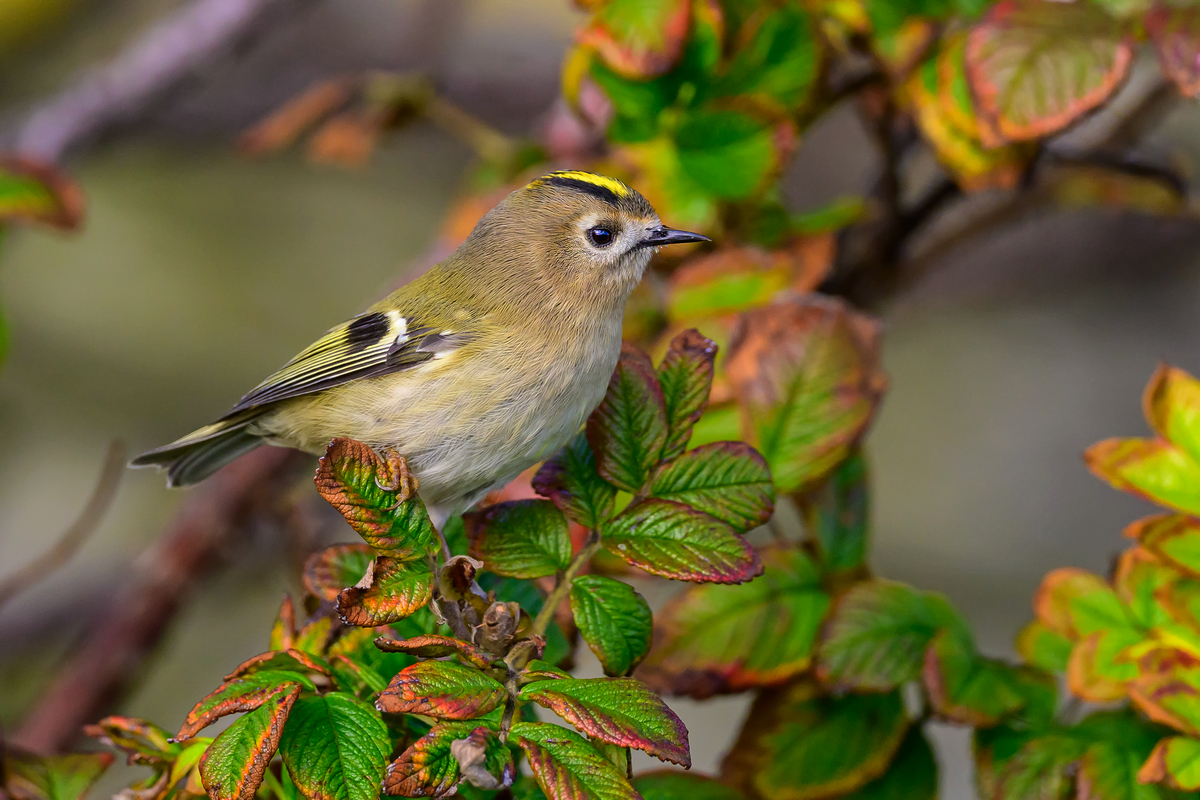 NZ9_3107_Wintergoldhähnchen_Helgoland_IA_10_2022.jpg