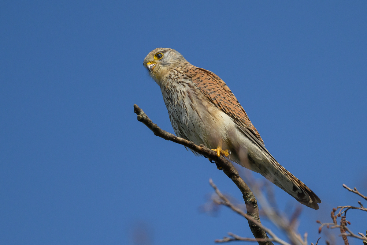 NZ9_3194_Turmfalkenmännchen IIA_4_2023.jpg
