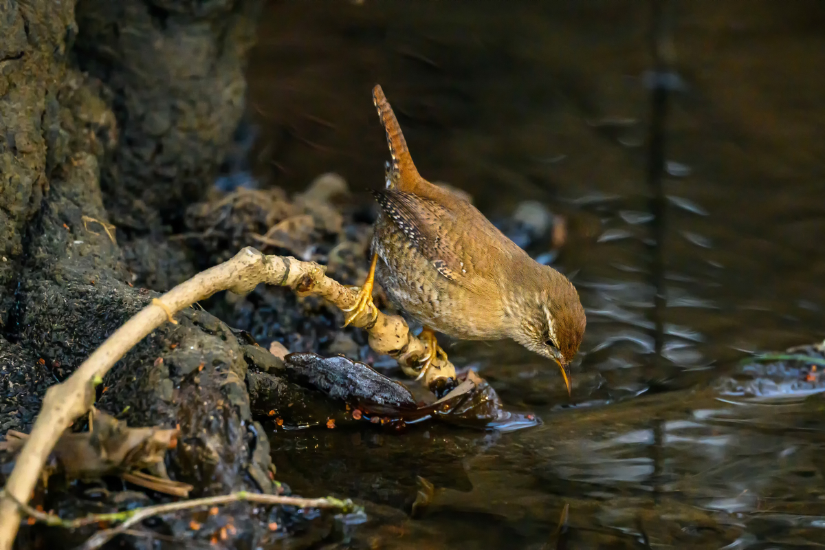 NZ9_3221_Zauni am Wasser_IA_1_2026.jpg