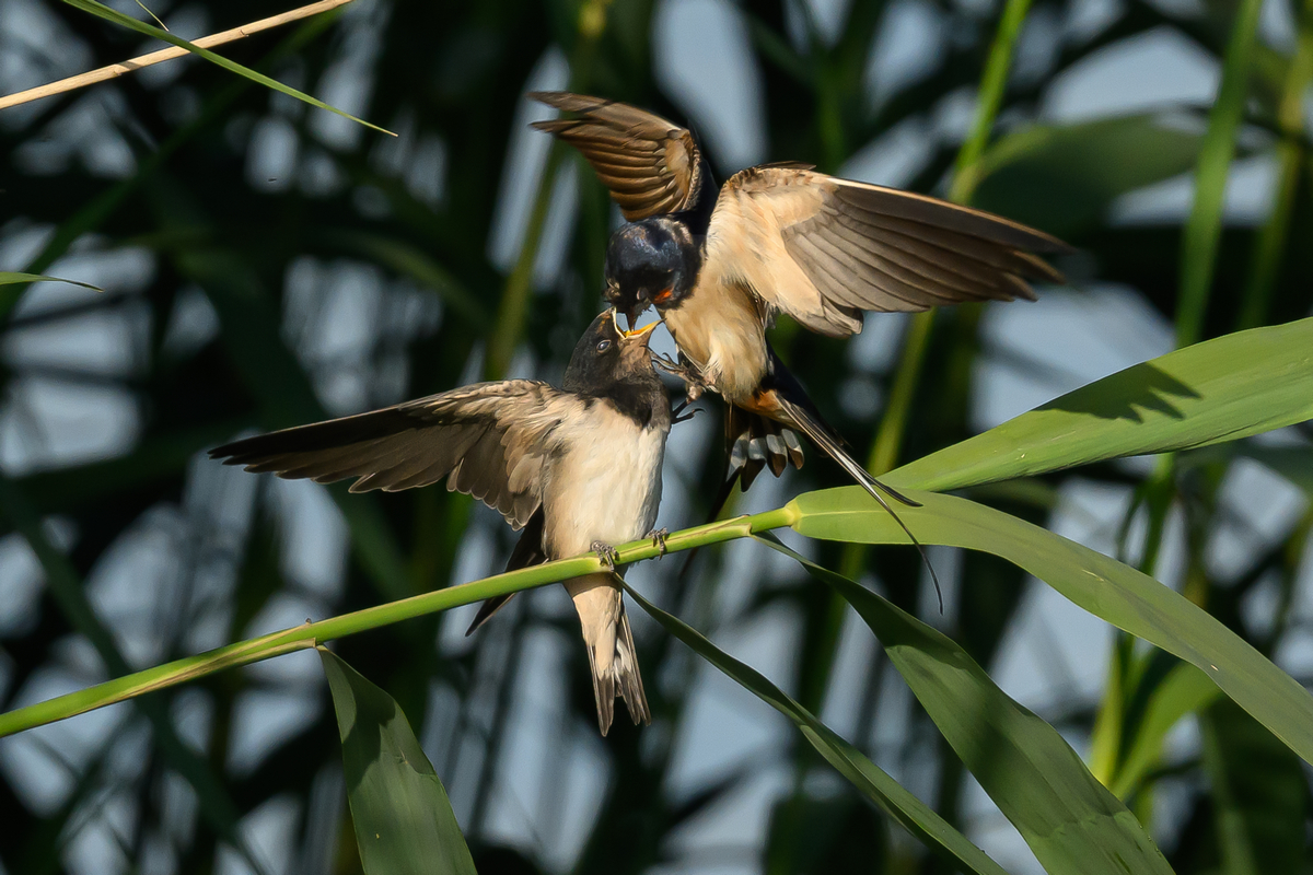 NZ9_3341_Rauchi füttert Jungvogel_IA_6_2026.jpg