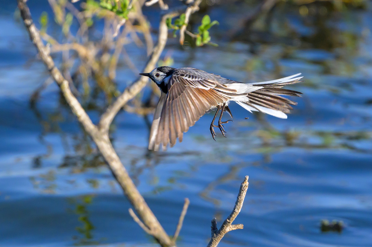 NZ9_3385_Bachstelze Vorbeiflug_IA_5_2024.jpg