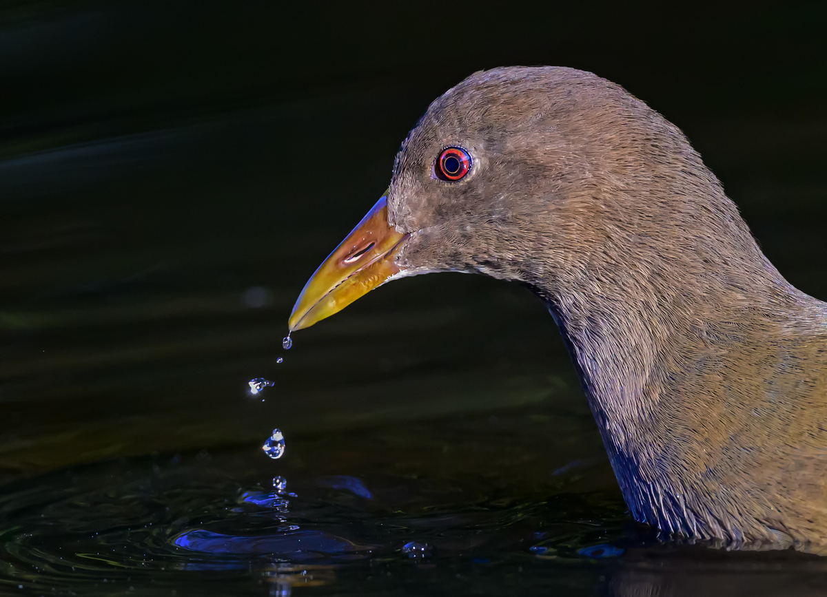 NZ9_3456_Teichhuhnporträt_Jungvogel_IA_11_2022.jpg
