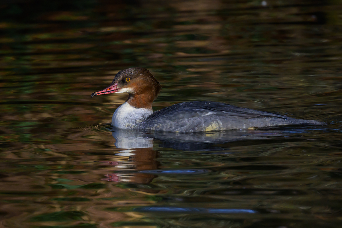 NZ9_3668_Gänsesägerweibchen_IA_2_2024.jpg