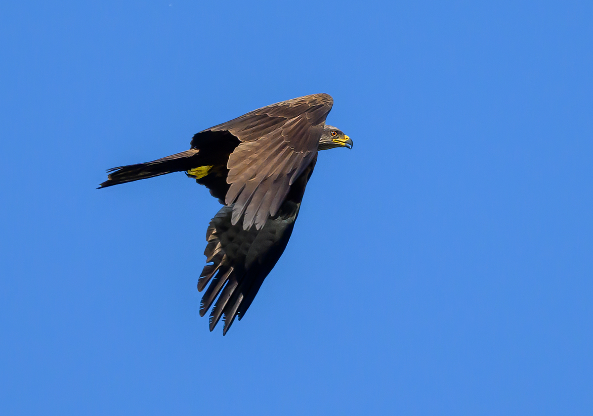 NZ9_3904_Schwarzmilan_IA_6_2023.jpg