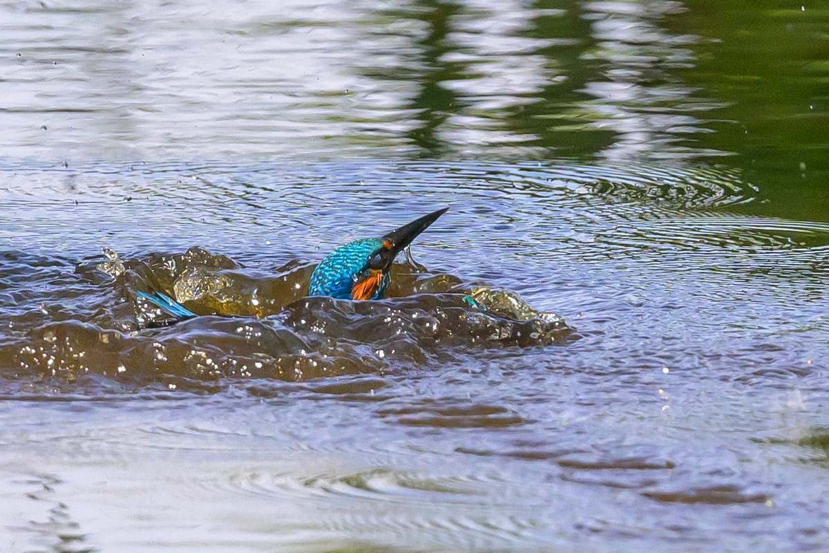 NZ9_3980_Auftauchen_IA_5-2024.jpg