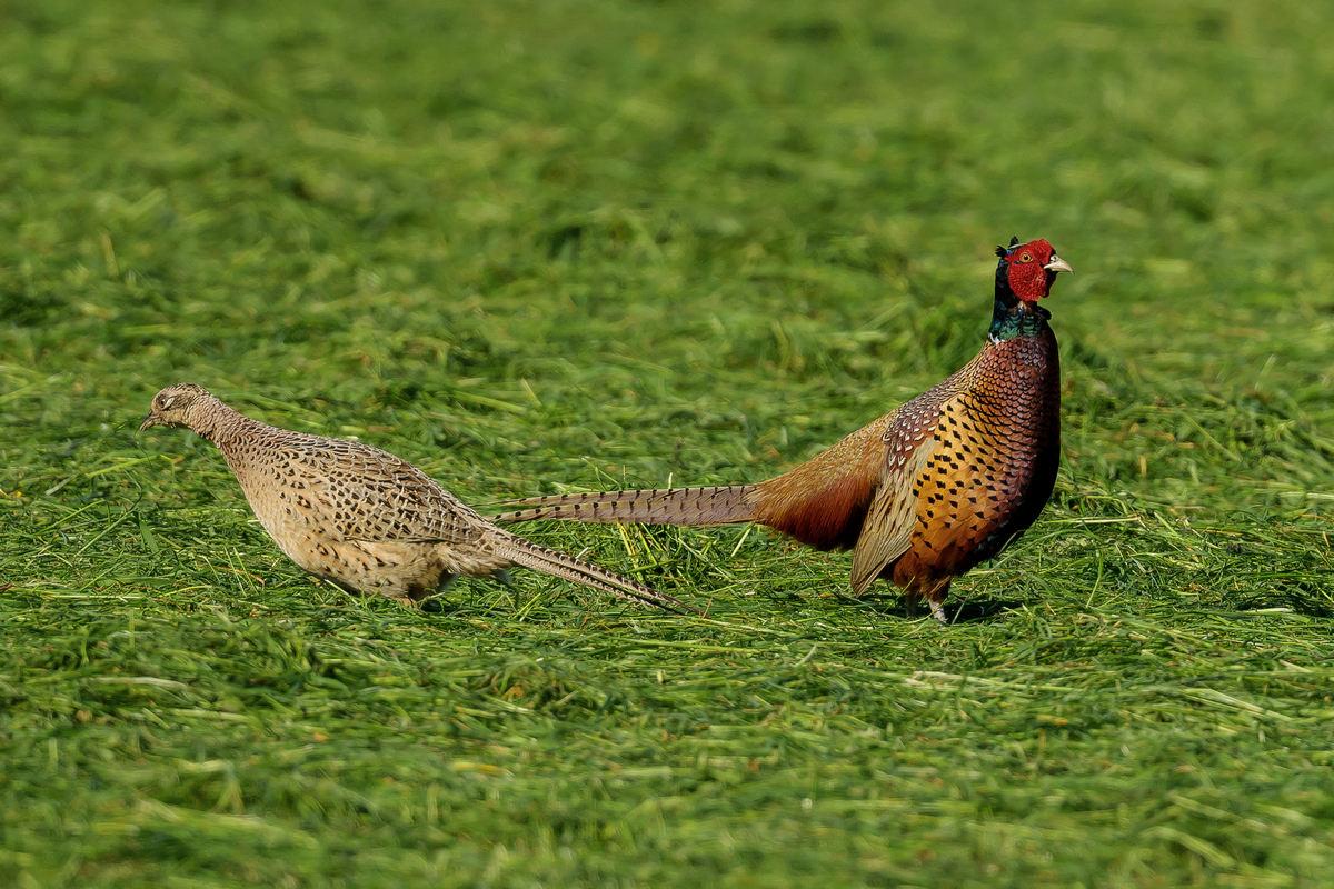NZ9_4054_Frau und Herr Fasan_IA_5-2024.jpg