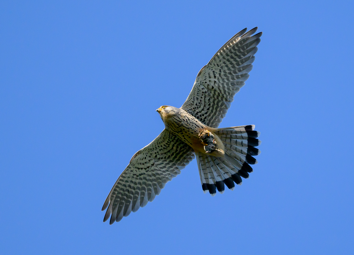 NZ9_4083_Falke mit Beute IIA_4_2023.jpg