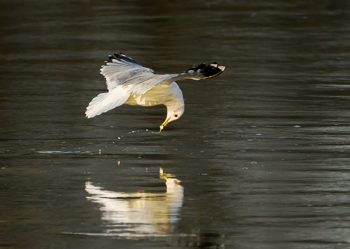 NZ9_4386_Möwe hat gefischt_IA_3_2026.jpg