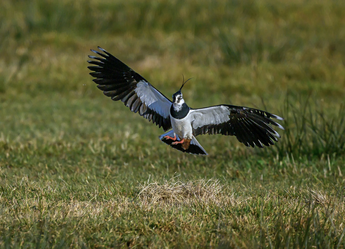 NZ9_4429_Kiebitz bei Landung_IA_3_2025.jpg