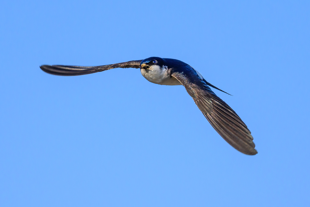 NZ9_4499_Mehli im Anflug_IA_6-2023.jpg