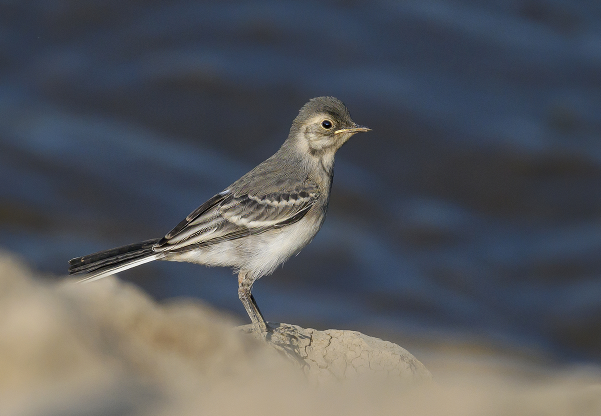 NZ9_4502_Bachstelze Jungvogel_IA_6_2023.jpg