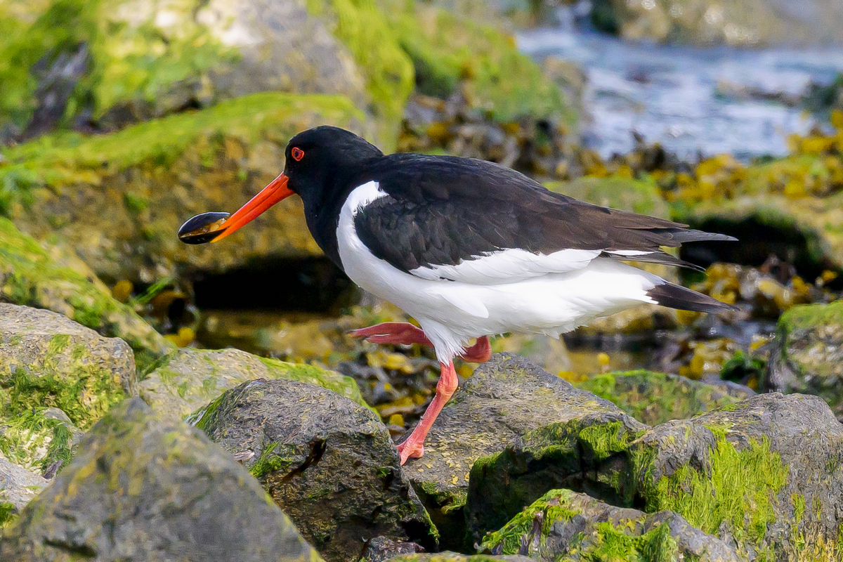 NZ9_4562_Austernfischermit Muschel_IA_5-2024.jpg