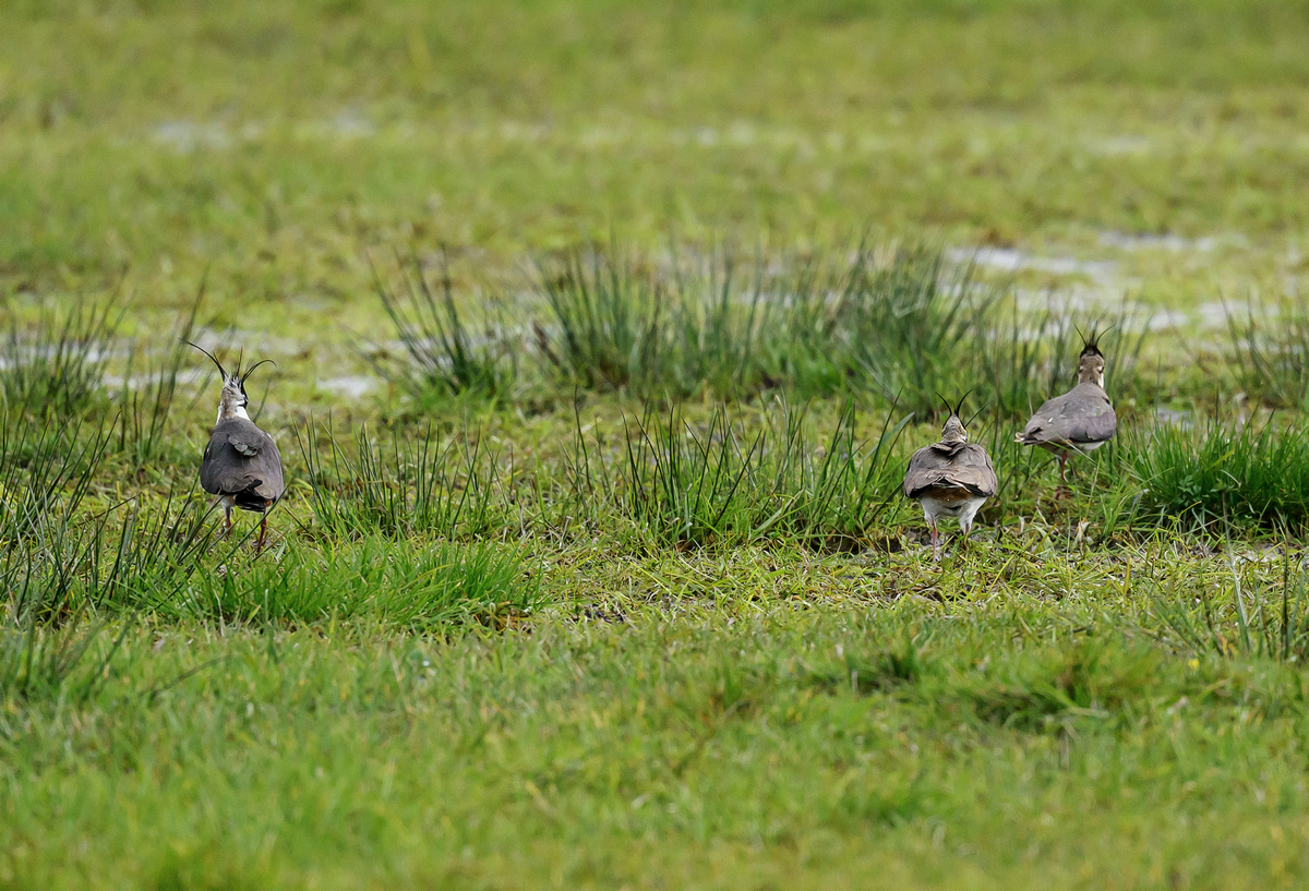 NZ9_4621_Kiebitzmännchen mit zwei Weibchen_IA_4_2023.jpg