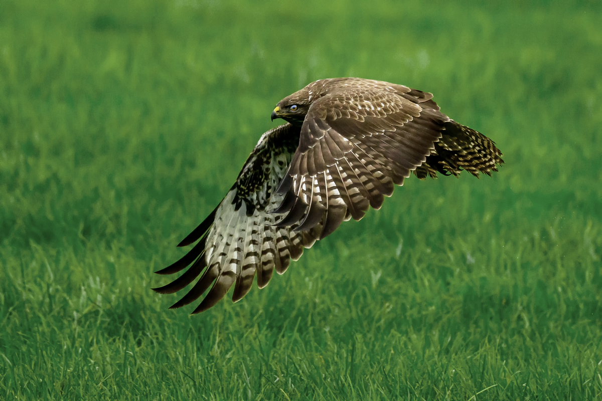 NZ9_4627_Bussard IIA_11_2022.jpg