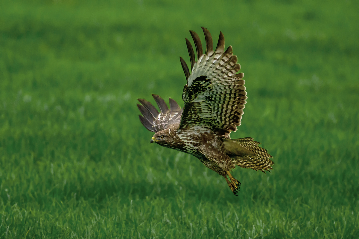 NZ9_4628_Bussard_IA_11_2022.jpg
