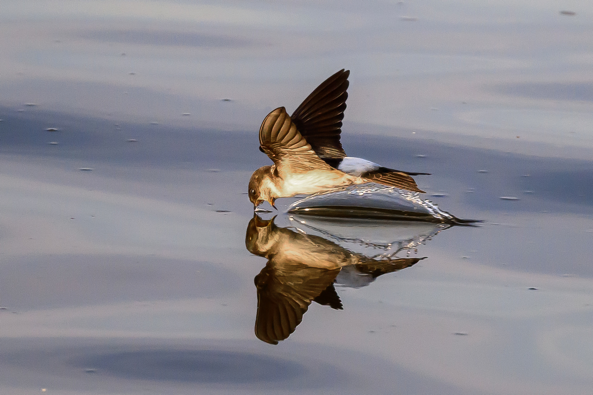 NZ9_4646_Mehli trinkt in der Elbe_IA_8_2025.jpg