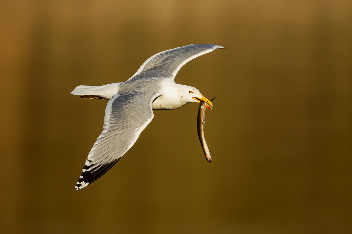 NZ9_4768_Silbermöwe mit Aal_Neuland_IA_3_2026.jpg