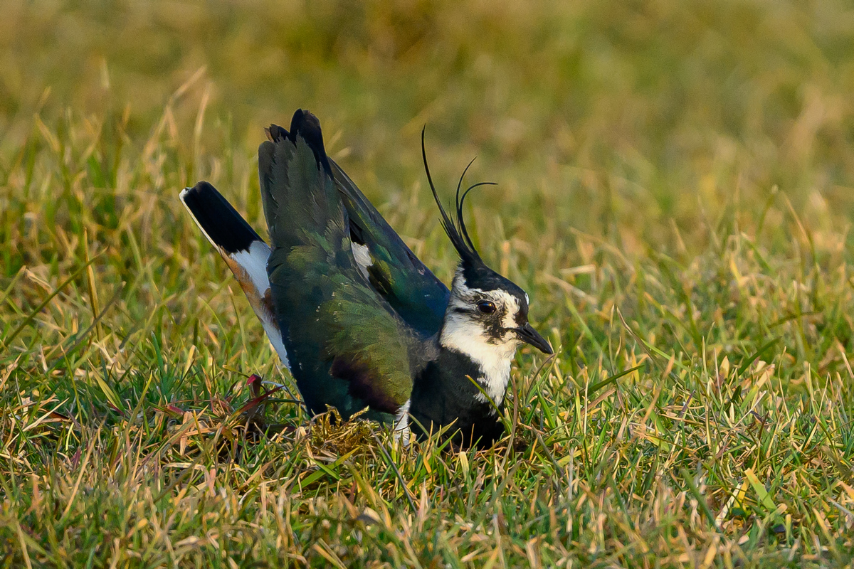 NZ9_4868_Kiebitz markiert Nestmulde_IA_3_2025.jpg