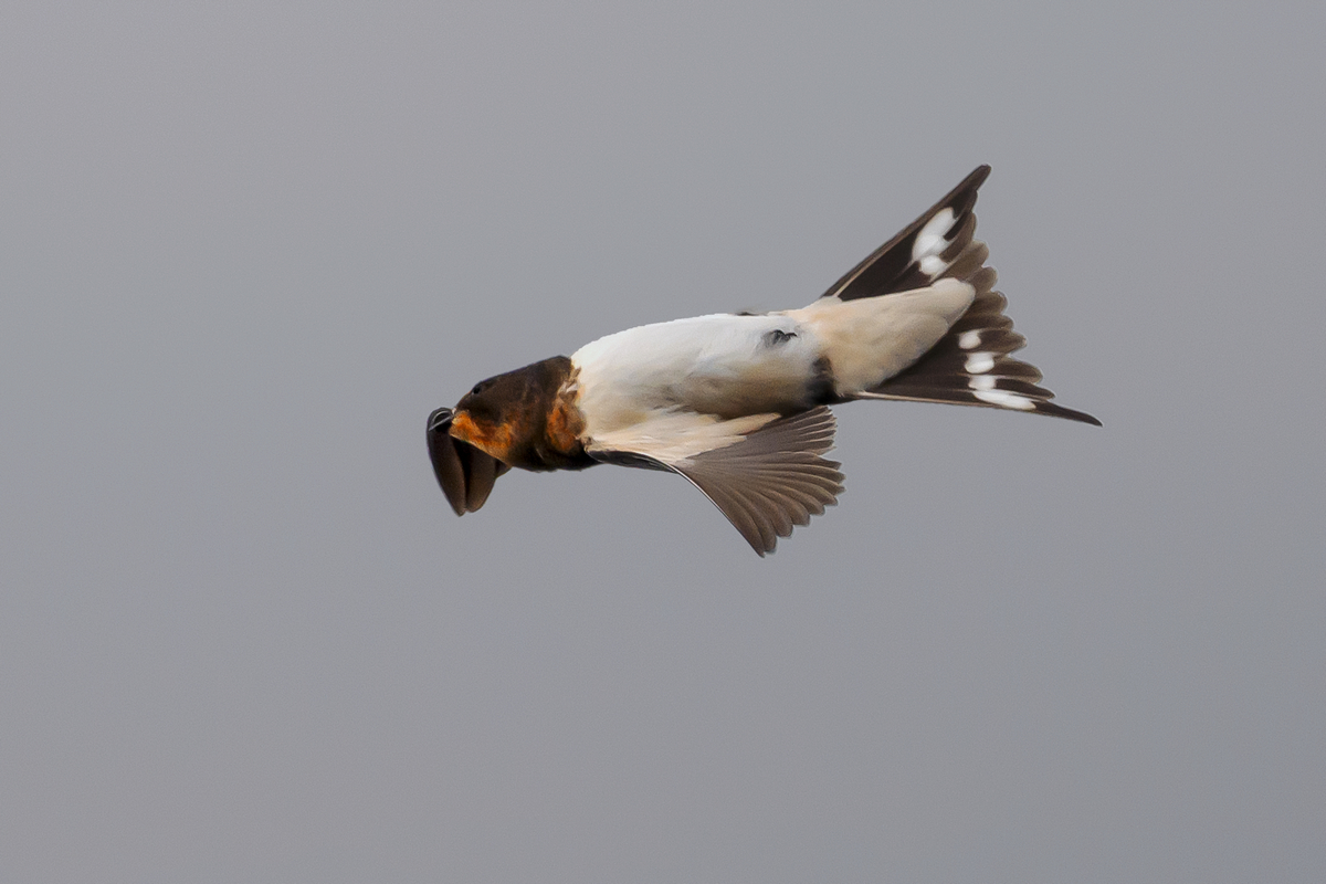 NZ9_4982_Rauchi_Jungvogel im Rückenflug_IA_8_2025.jpg