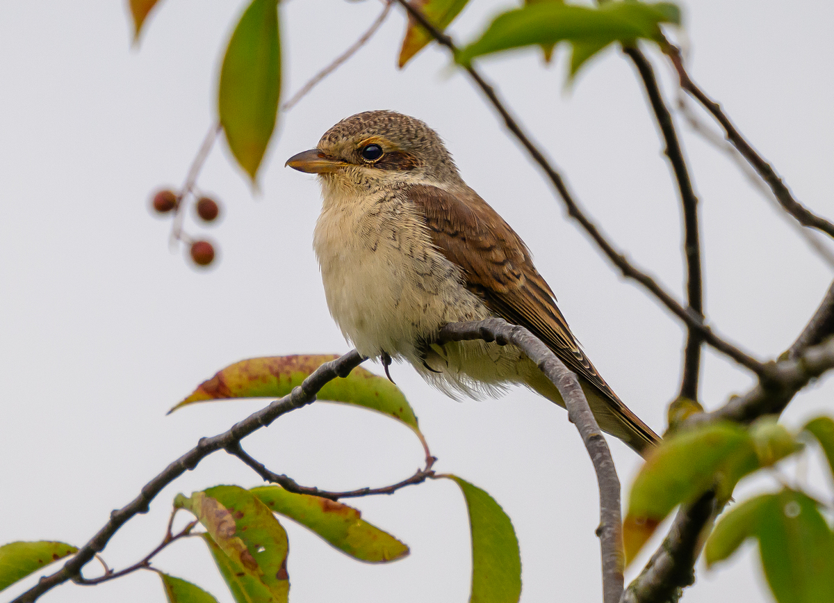 NZ9_5101_Neuntöter_Jungvogel_IA_7_2024.jpg
