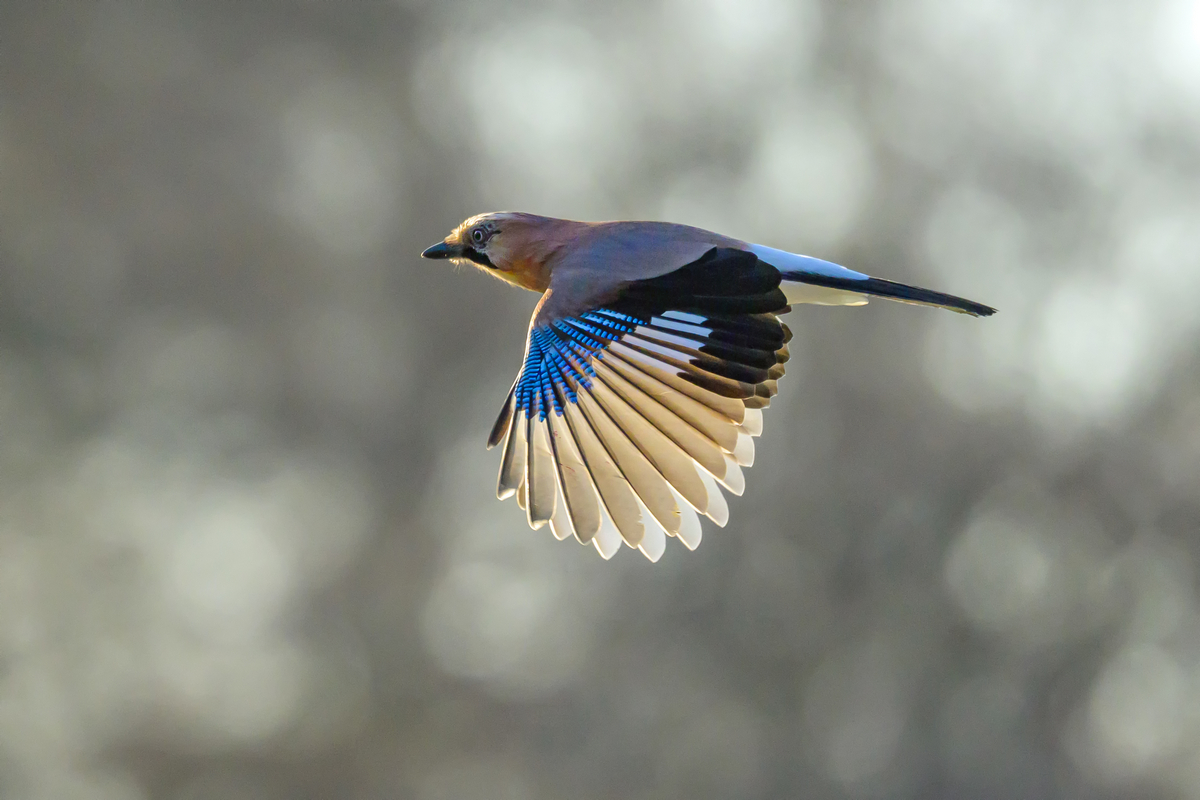 NZ9_5112_Eichelhäher mit Bokeh_IA_12_2022.jpg