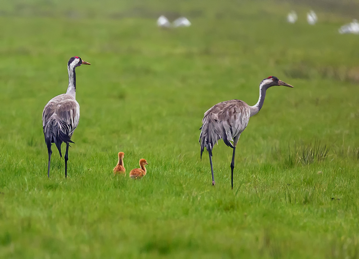 NZ9_5251_Kranichpaar mit Nchwuchs_IA_4_2023.jpg