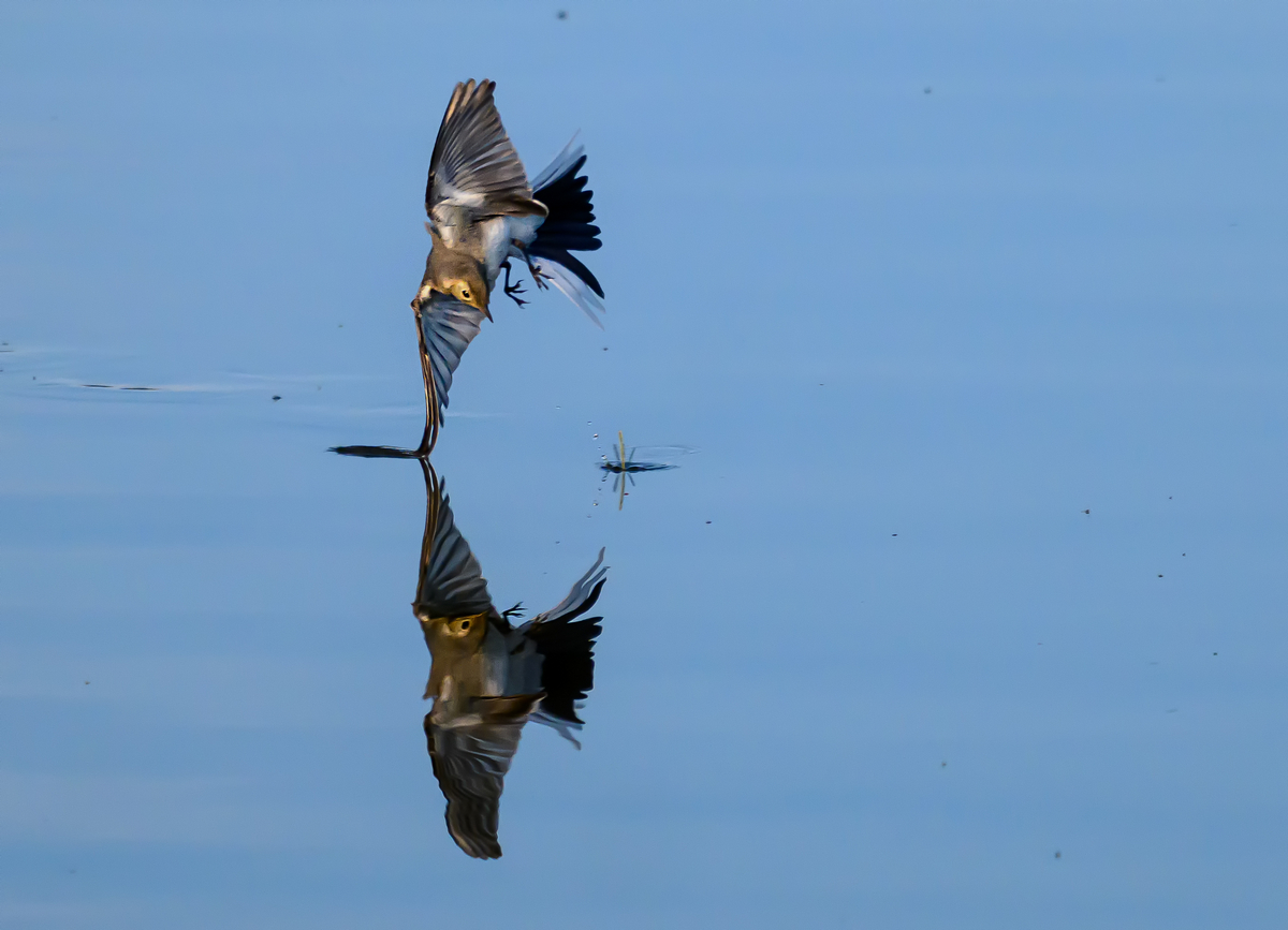 NZ9_5421_Bachi jagt akrobatisch ein Libelle_IA_7-2024.jpg