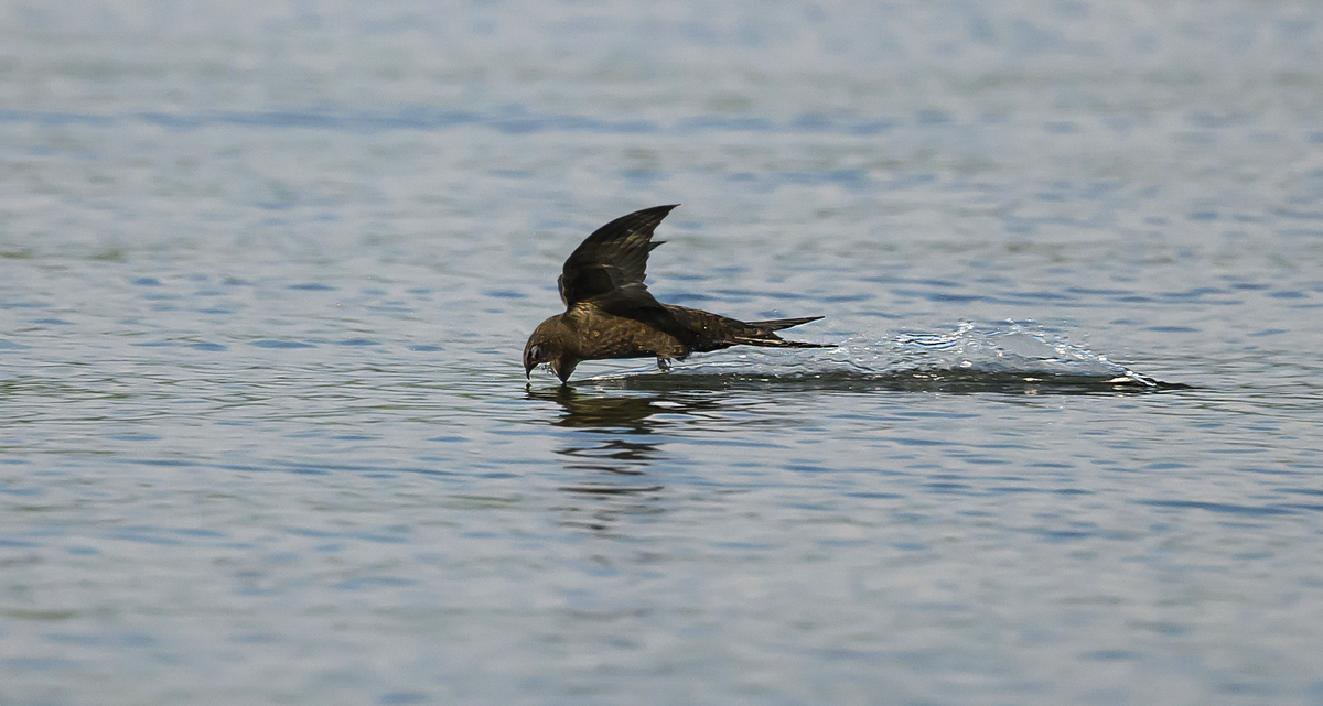 NZ9_5460_Mauersegler trinkt in der Elbe_IA_6_2026.jpg