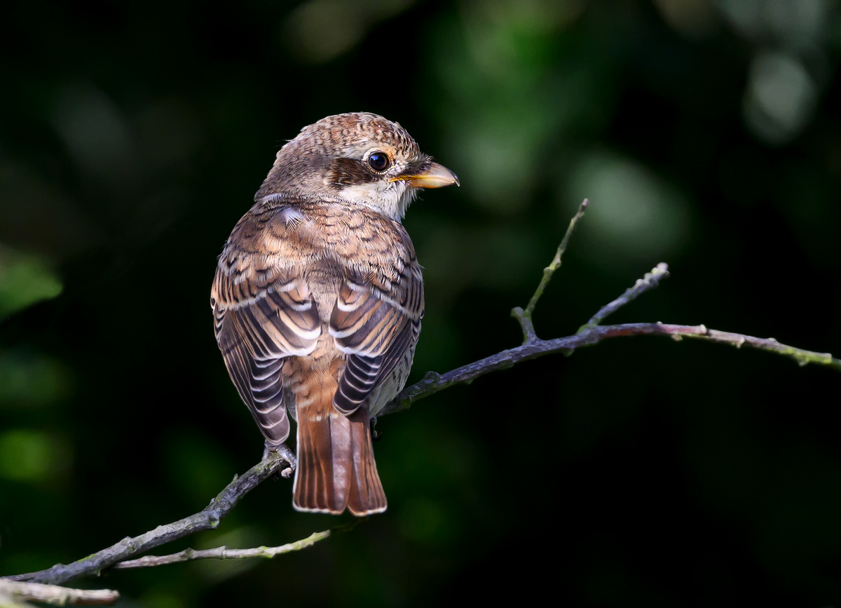 NZ9_5512_Neuntöter Jungvoge_IAl_8_2023.jpg