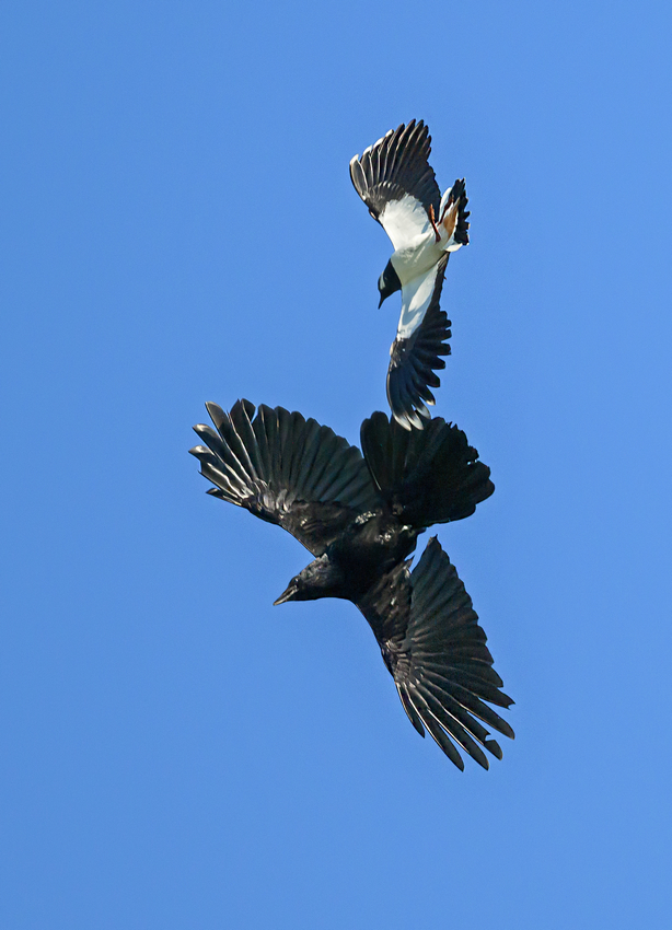 NZ9_5597_Kiebitz sacheucht Krähe_IA_4_2923.jpg